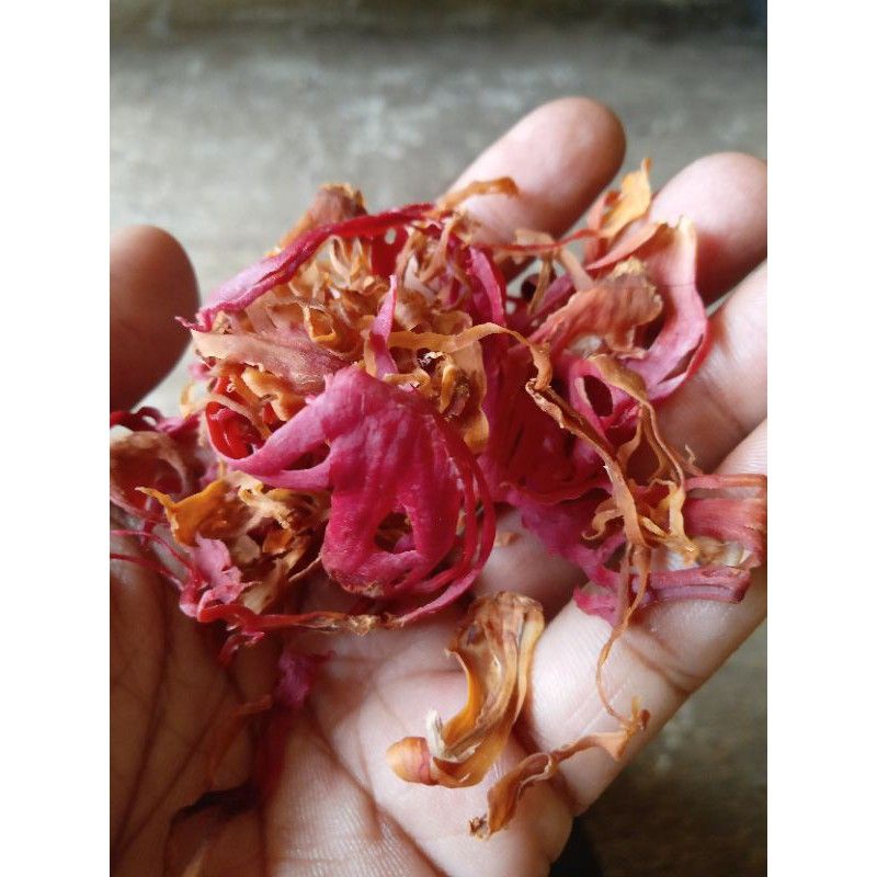 

Bunga Pala Kering 100% Jemuran Matahari 500gr Aroma Wangi