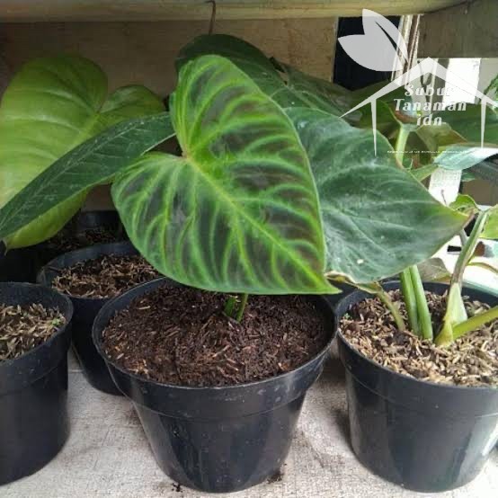 New Promo Bonggol Philodendron verrucosum / Bibit verrucosum