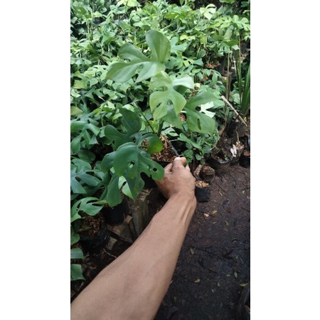 tanaman hias monstera mini minima daun 4-5 daun murah asli
