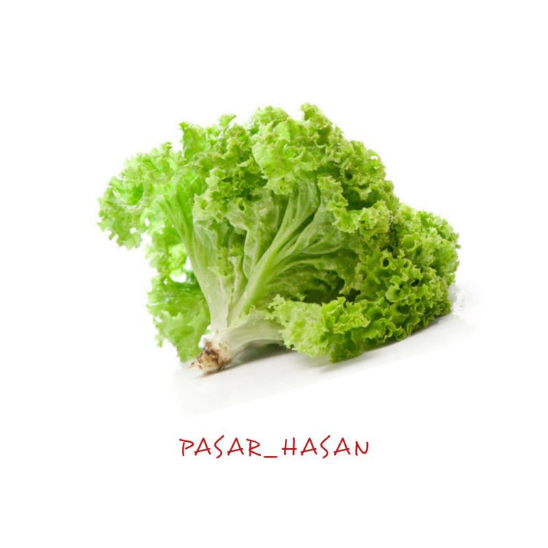 

PASAR HASAN | 250gr Selada Keriting | Sayuran Segar | Sayur Online