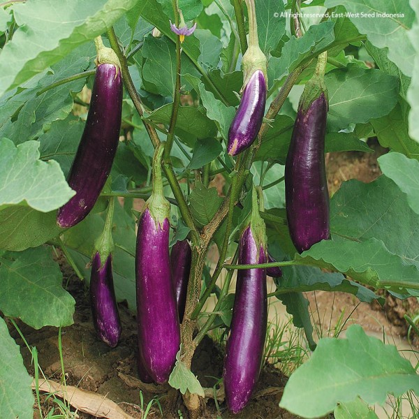 Bibit Sayur Terong - Solanum Melongena - Tanaman Sayur