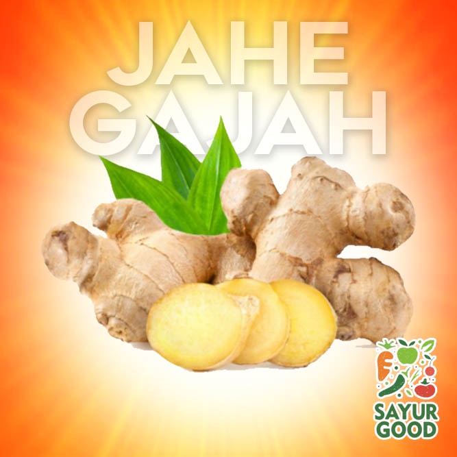 

Jahe Gajah Segar / Jahe Gajah Fresh 250 gram