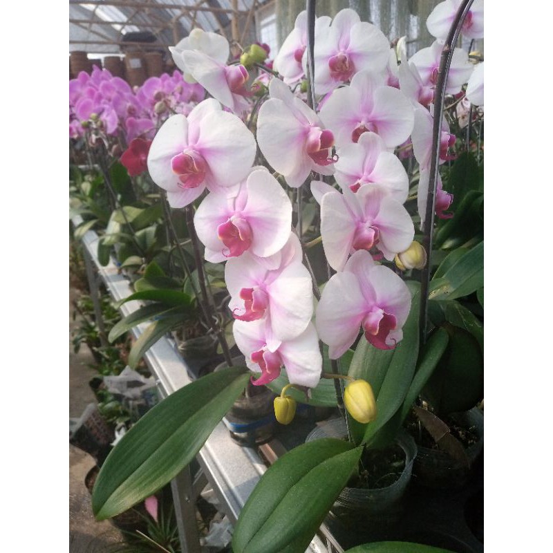 anggrek bulan koleksi