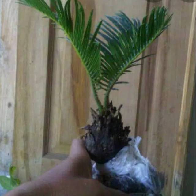 Tanaman hias sikas mini