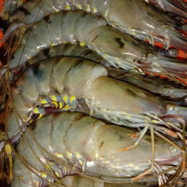 

[Bandar Sayur Jakarta] Udang jumbo super (250gr)