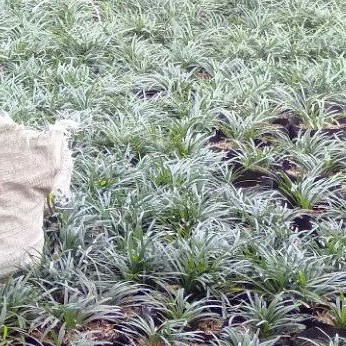 rumput kucai