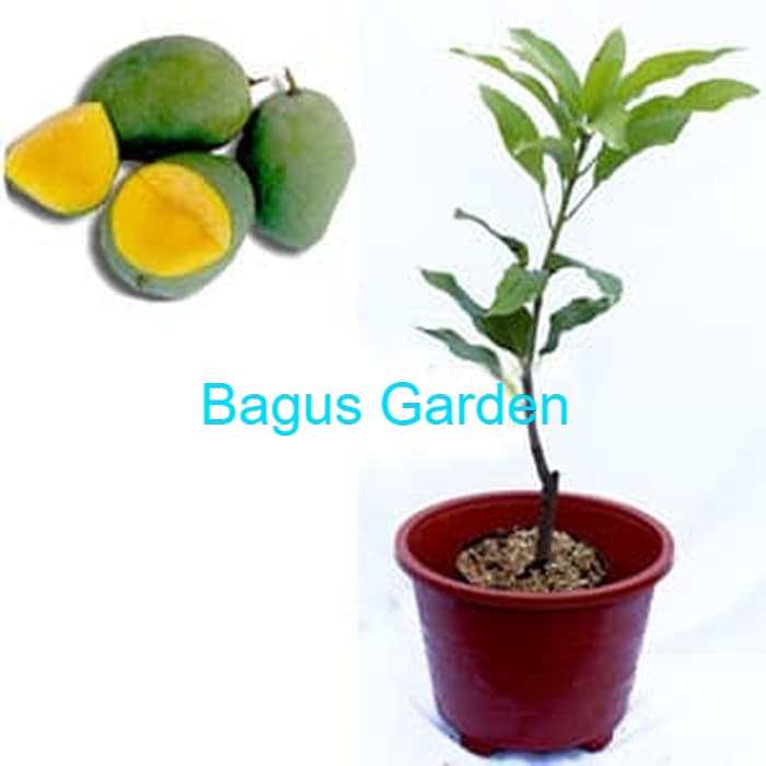 Bibit Mangga Manalagi Pohon Mangga Bibit Buah Mangga Manalagi