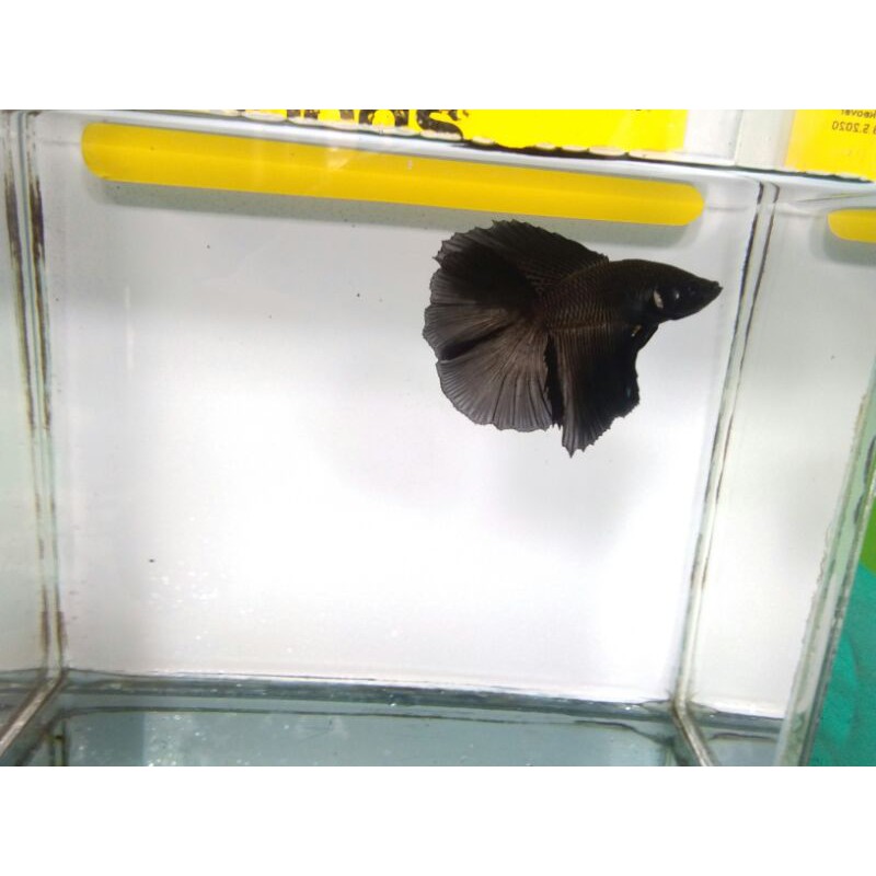 Halfmoon Double Tail Super black (HMDT)