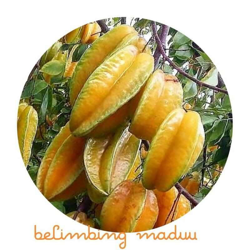 

belimbing madu