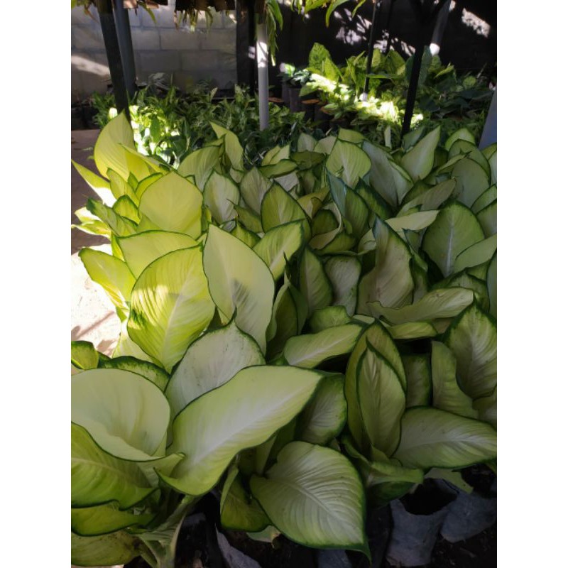 Tanaman Hias Diven Tisu