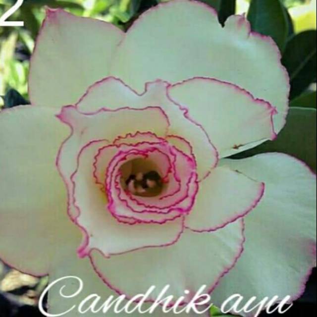 Bibit Adenium Tumpuk