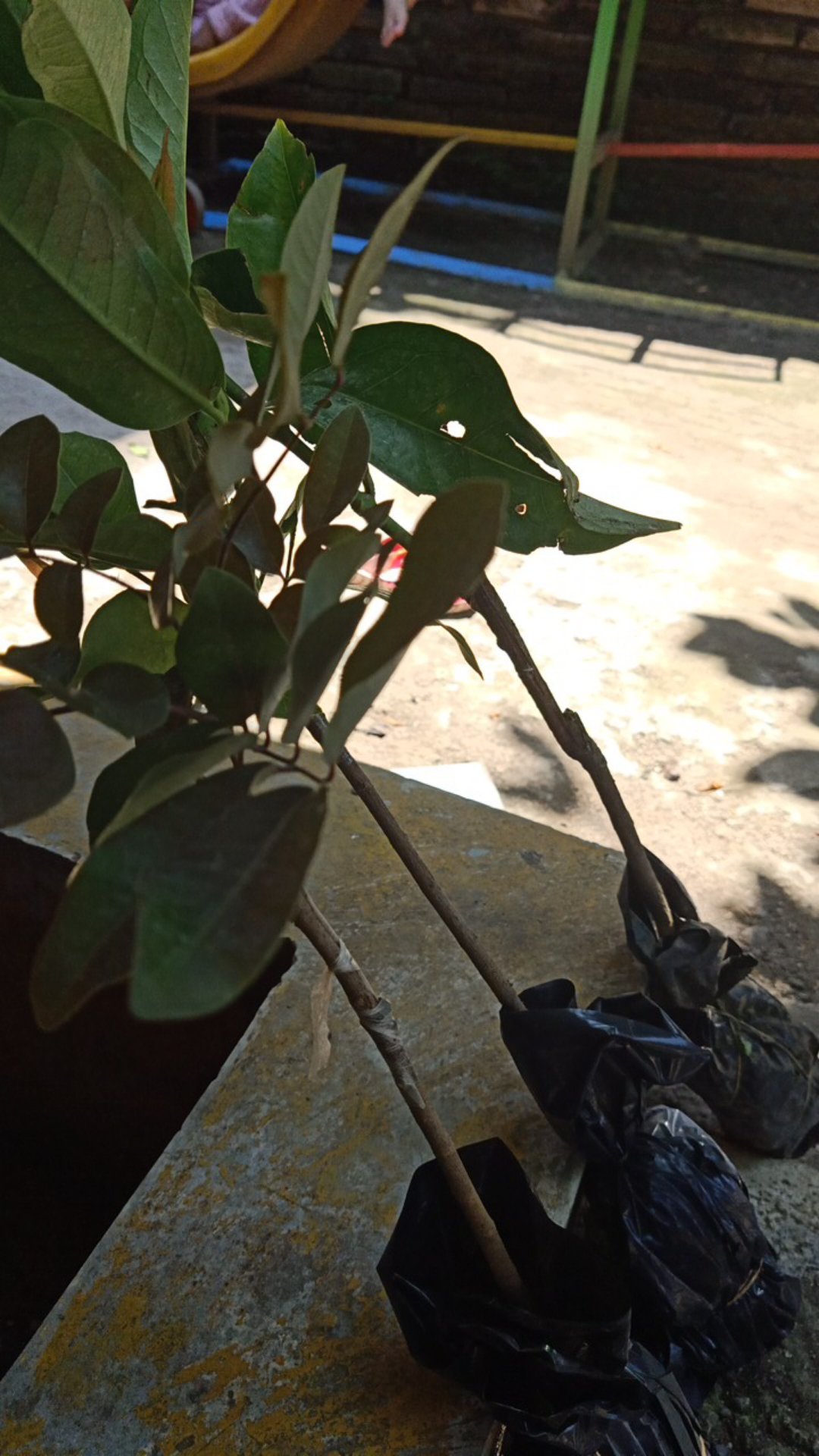 Klengkeng Merah Murah Mriyah Okulasi