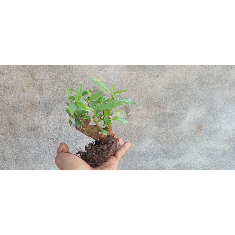 bonsai loa. F.racemsoa, mame bogel