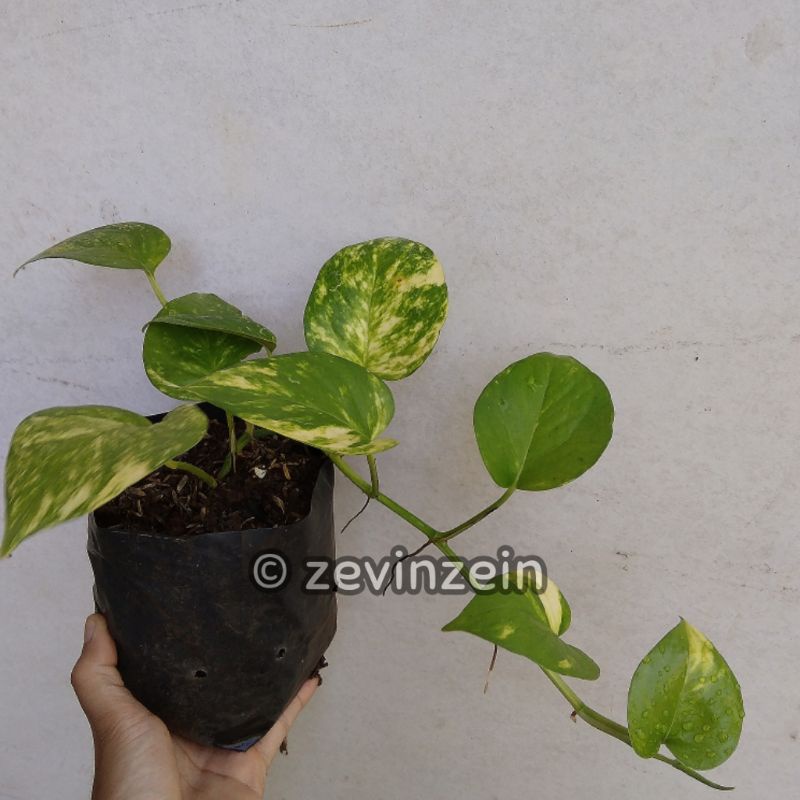 

Sirih Gading Variegata Golden