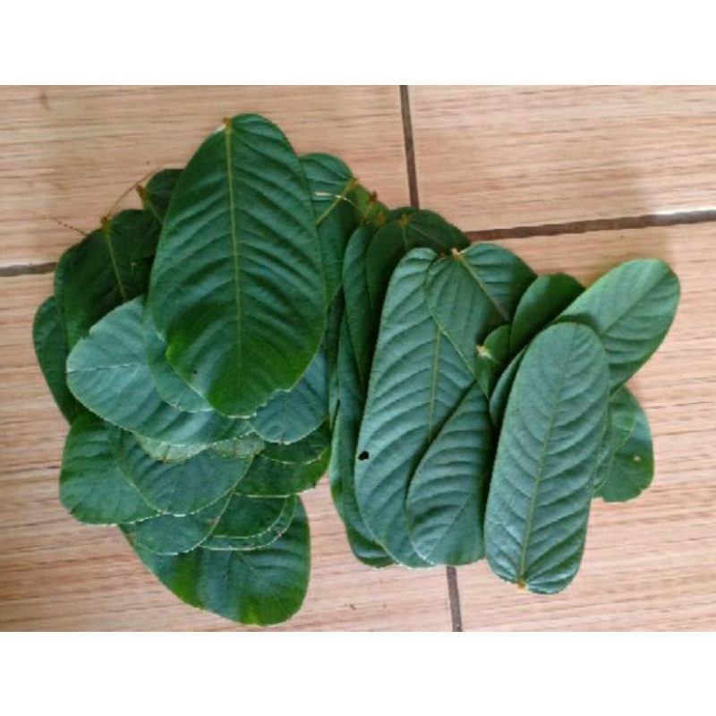 

dauj ketepeng china/daun kimanila 250 gram