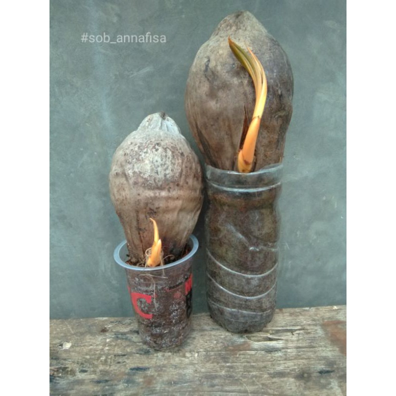 bonsai kelapa ORI XTRIM OREN