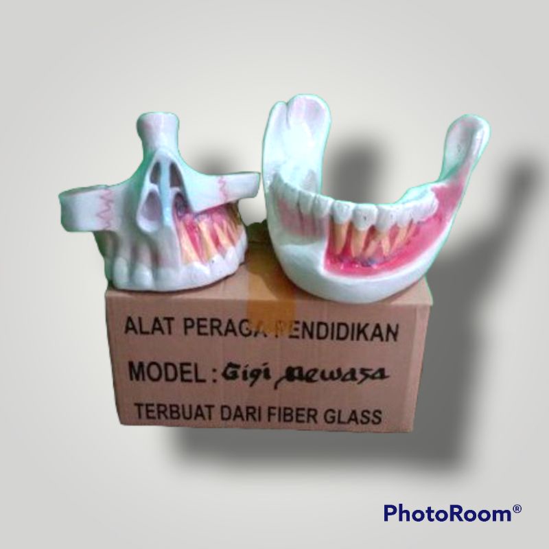 

Torso model gigi dewasa alat edukasi pembelajaran praktek