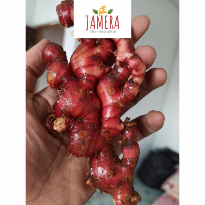 

d201nhd Jahe Merah Segar Bersih (Sudah Dicuci) Jahe Merah Asli 1/2 Kg(500Gram) Ds201Fs