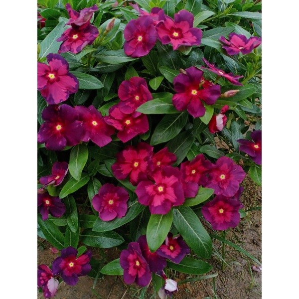 

Biji Vinca batik merah