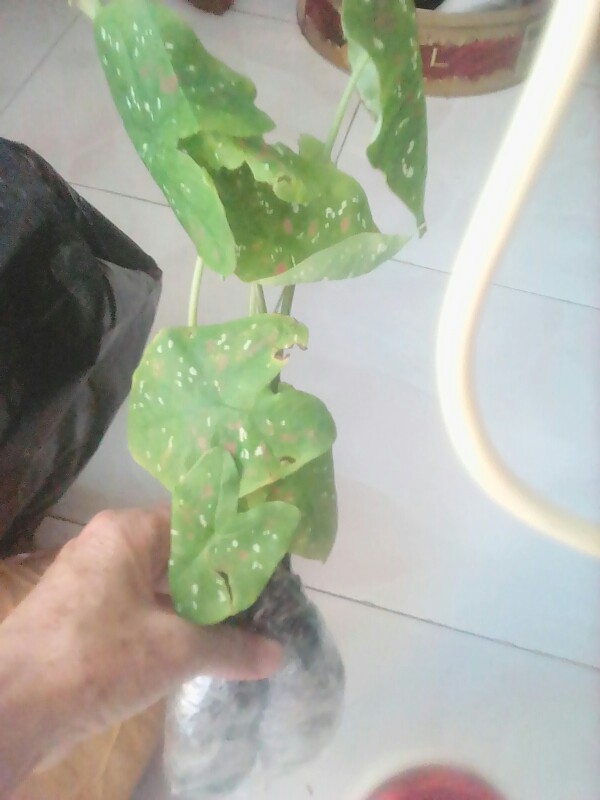 Tanaman Hias Keladi Tree Kaler/keladi