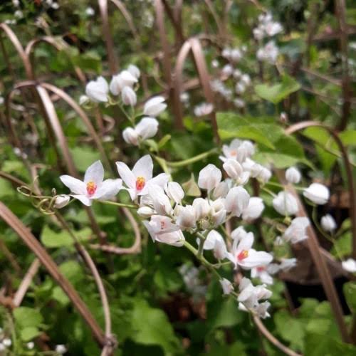 Bibit Bunga Air Mata Pengantin Putih/Bunga Air Mata Pengantin