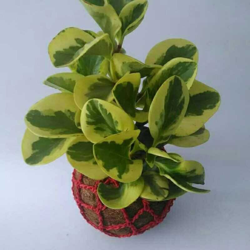 Tanaman Hias Teplan Varigata-Peperomia Kuning-Telpan Varigata Peperomia kuning PROMO TEPLAN VARIGATA