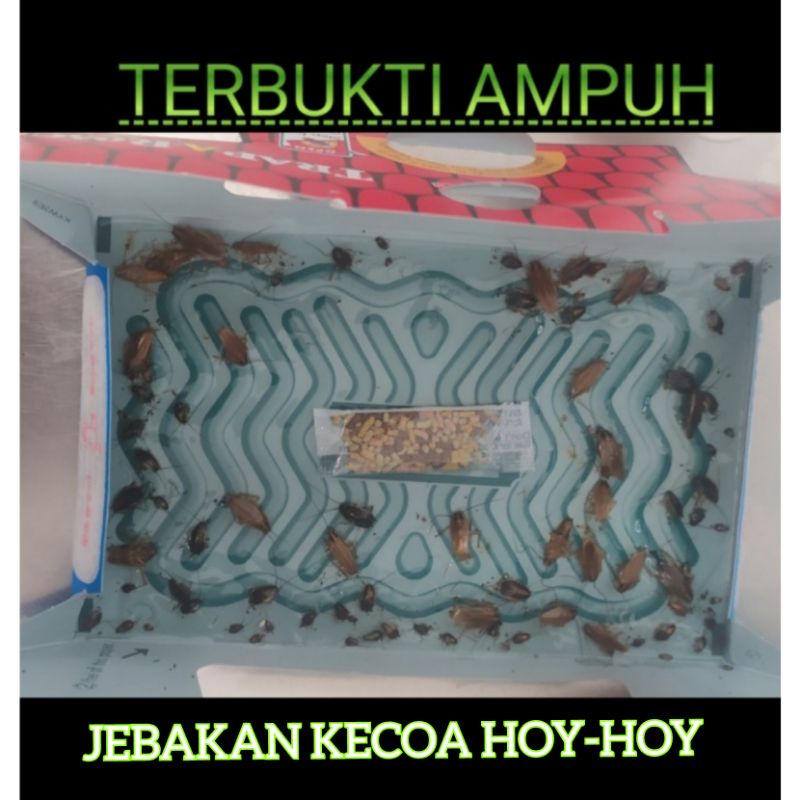 HOY-HOY PERANGKAP JEBAKAN KECOA/CICAK ORIGINAL JAPAN