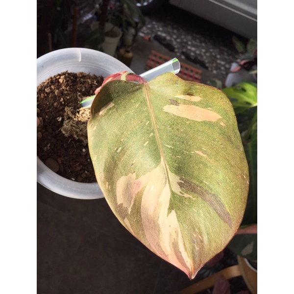 philodendron anderson varigata