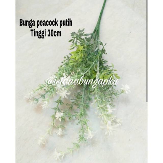 

Bunga peacock putih