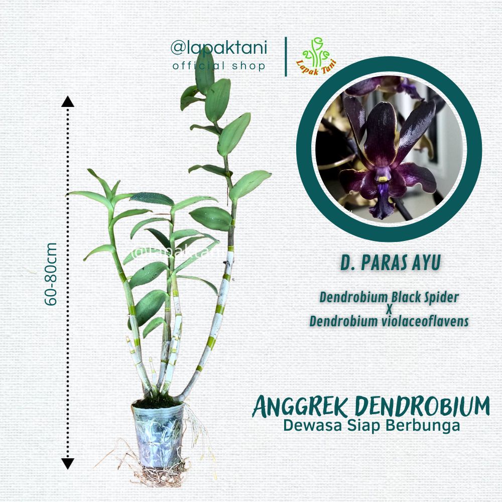 Anggrek Dendrobium Paras Ayu - silangan Dendrobium Black Spider × Dendrobium violaceoflavens