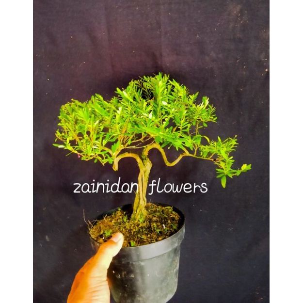 bonsai cendrawasih..sudah jadi tinggal pajang..