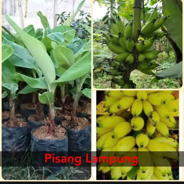 Bibit pohon pisang Lampung/ pohon pisang Lampung