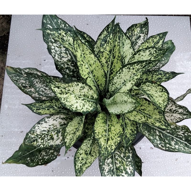 

snow white rumpun 10