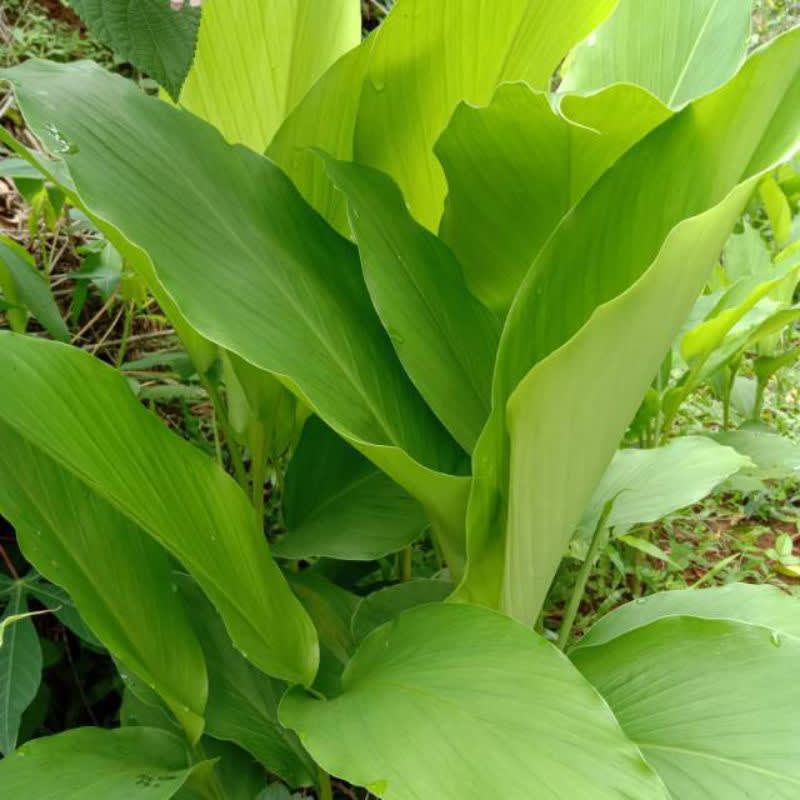 

daun kunyit segar Hasil Kebun Sendiri