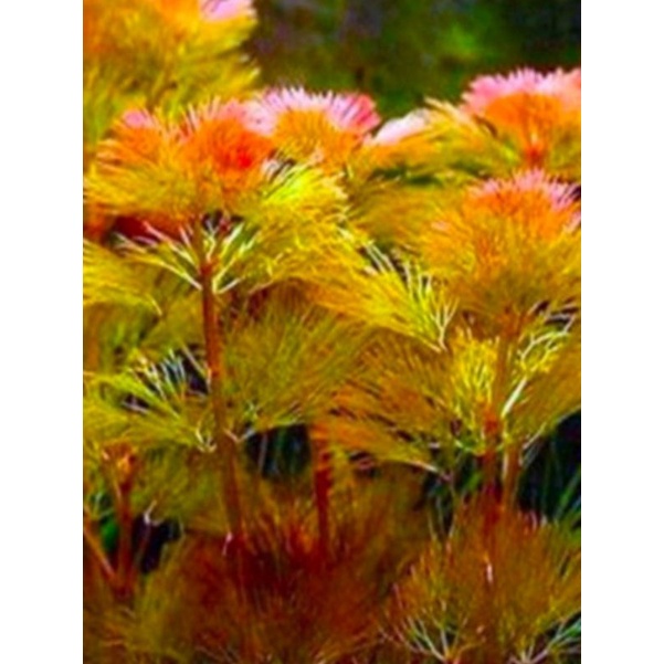 cabomba caroliniana/cabomba red tanaman aquascape