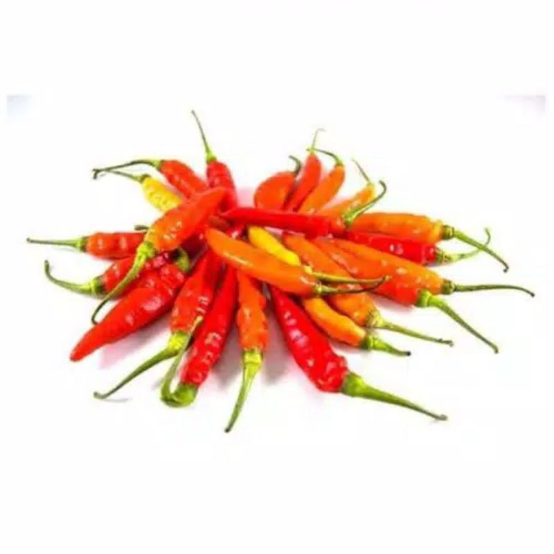 ID TANAMAN CABE RAWIT SETAN, CABE MERAH, POHON CABE RAWIT SETAN