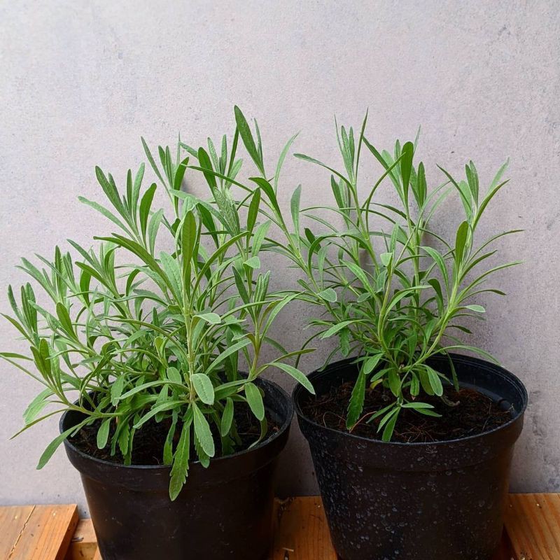 PROMO PAKET 2 TANAMAN HIAS/HERBAL BUNGA LAVENDER/ANGELONIA SUPER ASLI ANTI NYAMUK | TERMURAH