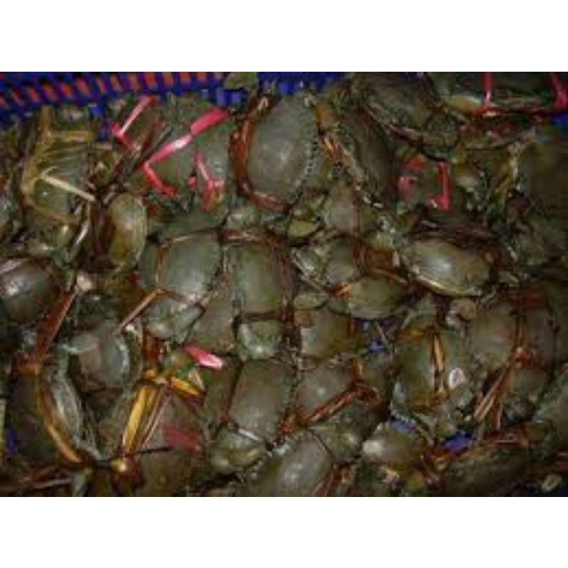 

Seafood Rokan hilir