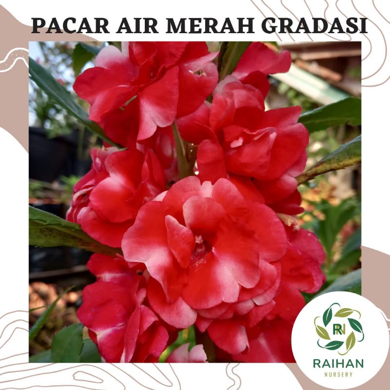 5 Biji Benih Bunga Pacar Air Impatiens Balsamina Merah Gradasi