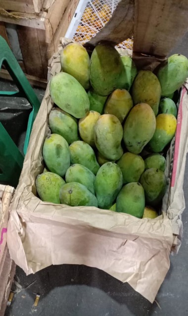 

MANGGA HARUM MANIS