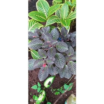 (BISA COD) Episcia karlyn