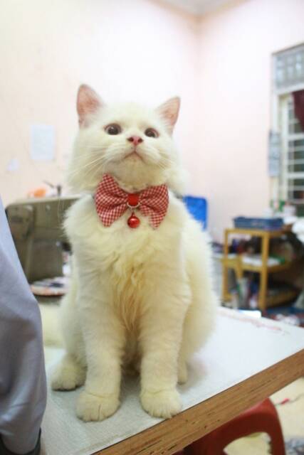 Dasi kupu-kupu kotak-kotak motif kecil untuk kucing / dasi lucu bowtie kucing size adult kitten