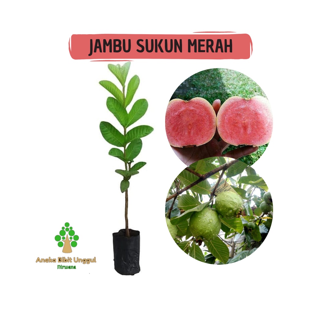 BIBIT JAMBU KRISTAL MERAH -  BIBIT JAMBU KRISTAL MERAH TANPA BIJI - JAMBU KRISTAL TANPA BIJI - BIBIT
