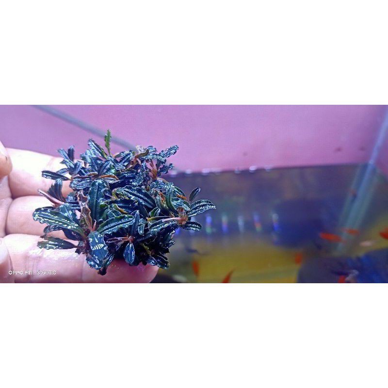 BUCE MINI PHANTOM MEDIA BATU | BUCEPHALANDRA AQUASCAPE