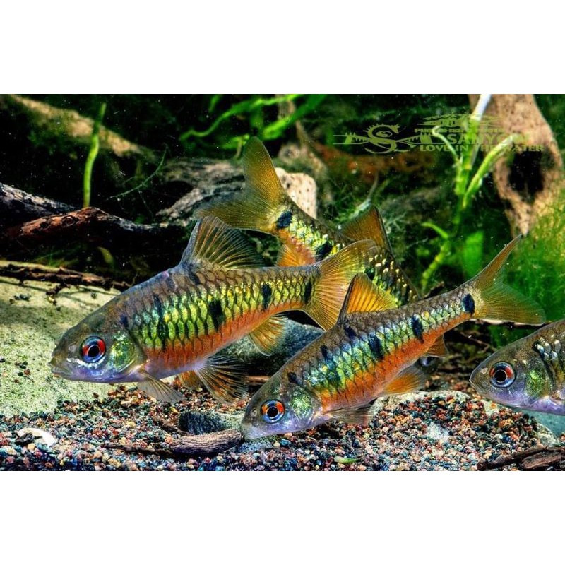 

ikAn puntius synderi