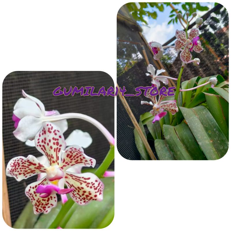 Anggrek Vanda Tricolor Dewasa Siap bunga