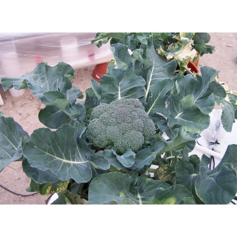 Bibit Brokoli Hijau Green Magic F1 - Benih Sayuran