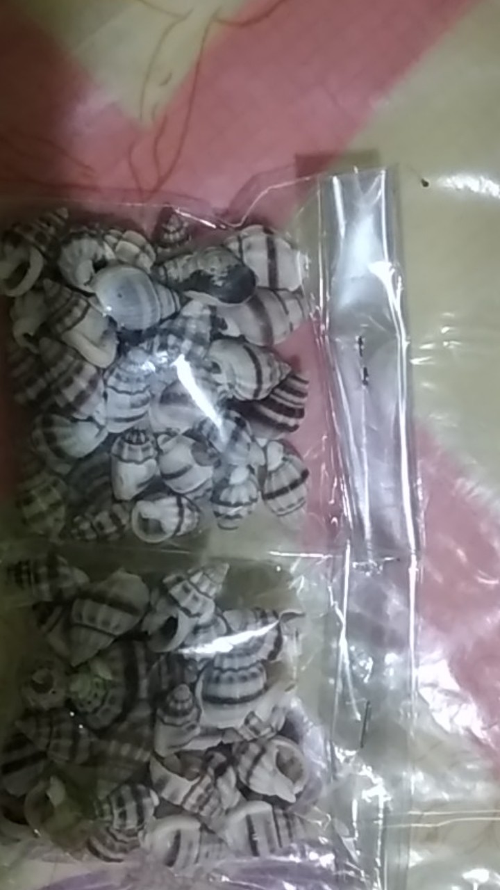 -+50-75pcs Kulit Kerang Ice Putih Isi 15gram - Kulit Kerang Craft