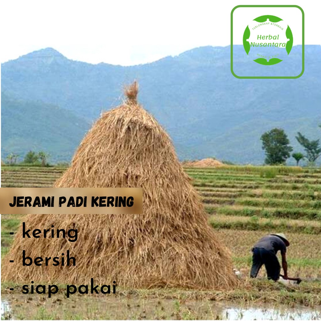 Jerami Padi Kering Utuh Untuk Dekorasi