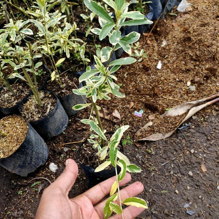 Tanaman menjuntai lee Kwan yew varigata - likuanyu variegata